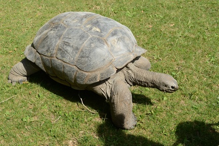 Giant Tortoise2